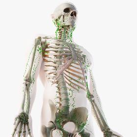Male Skin, Skeleton And Lymphatic System Rigged 3D